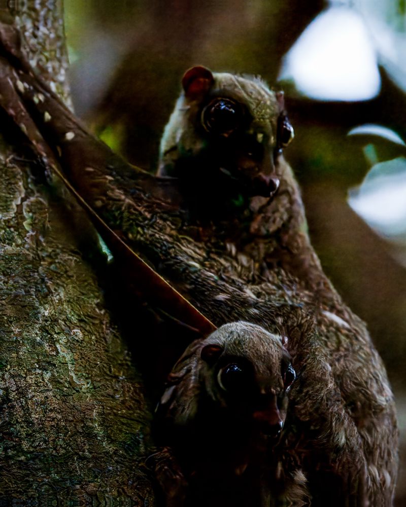 A close up picture of mother and baby Colugo. The are resting on a large brown tree trunk with out of focus forestry behind them.

The Colugos both have speckled brown coats and large reflective black eyes. 