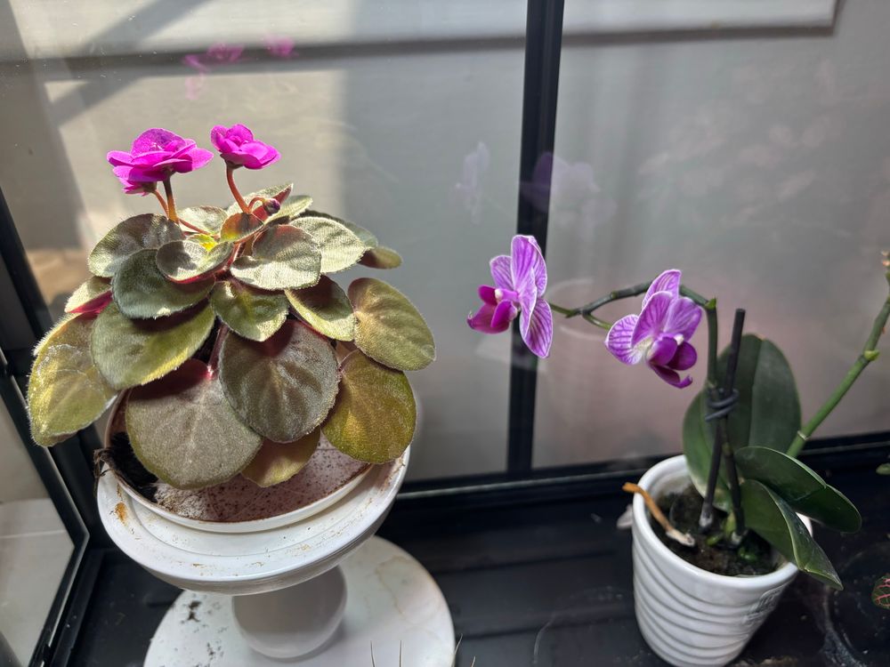 A blooming African violet on an IKEA candle stand next to a blooming purple mini orchid in an IKEA greenhouse. While these flowers aren’t from IKEA, many of their household friends are