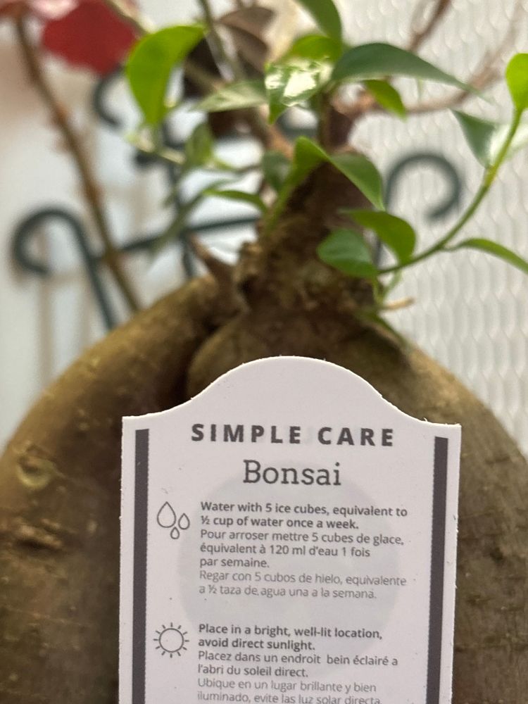 Care card for a bonsai plant stating to water it with 5 ice cubes once per week