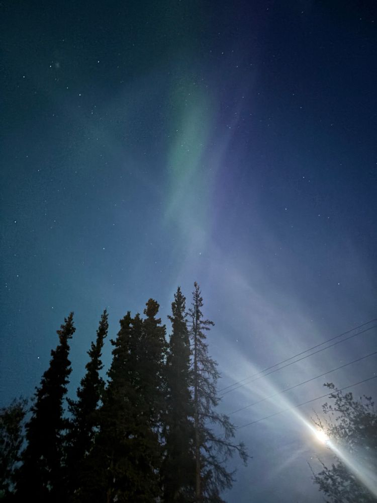 Large spruce trees with green and purple streaks of northern lights in Denali, Alaska