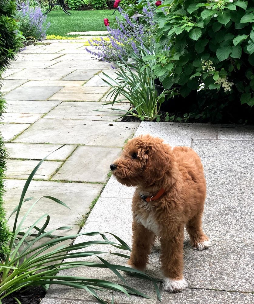 clearly a puppy; he is quite small but has big white paws. 