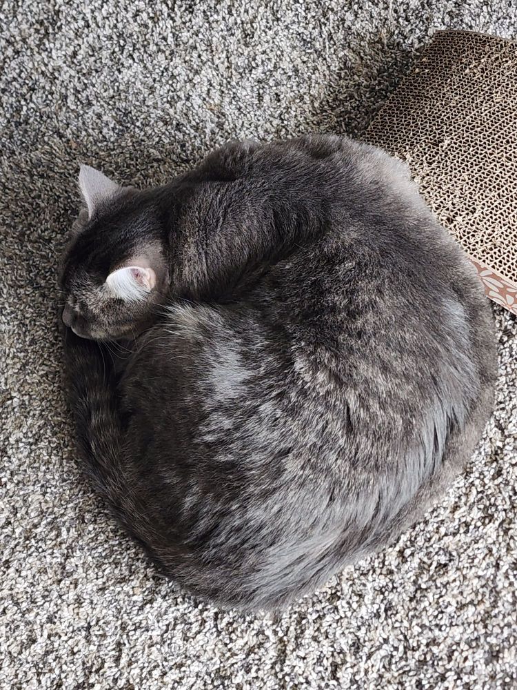A top down photo of Phantom, a gray tabby, curled up into a circular shape. His head, in the top left of the frame, is resting on his tail, and he appears to be napping.