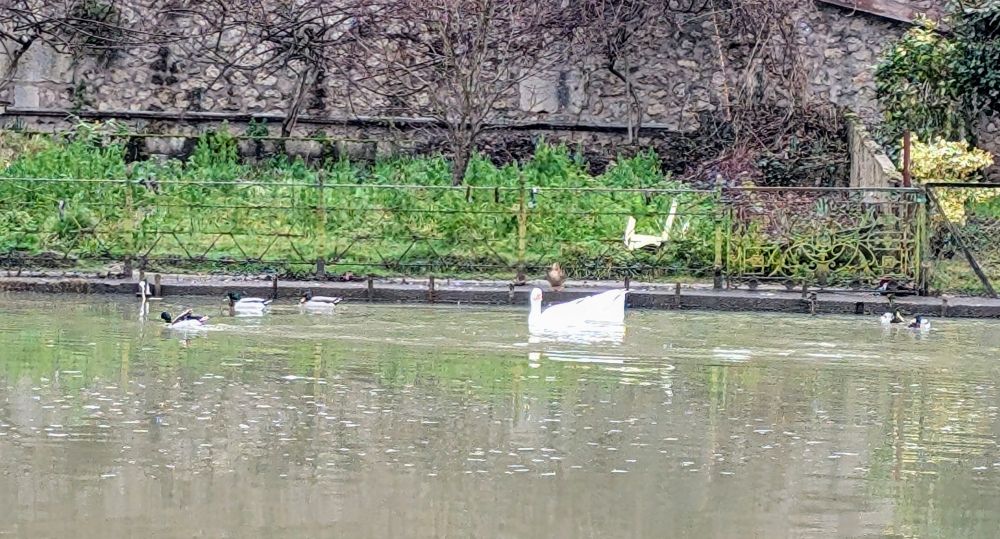 Cygne et canard sur le Clain à Poitiers 