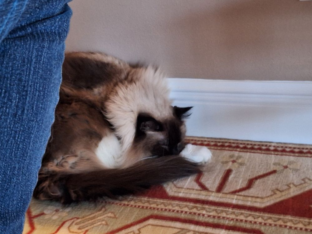 Sleeping cat on a colorful rug.