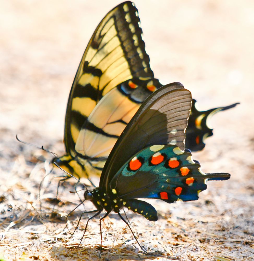 A black and blue butterfly with white spots on it's body and an arch of orange dots on it's wing, stansd in front or a yellow butterfly with black tiger stripes.