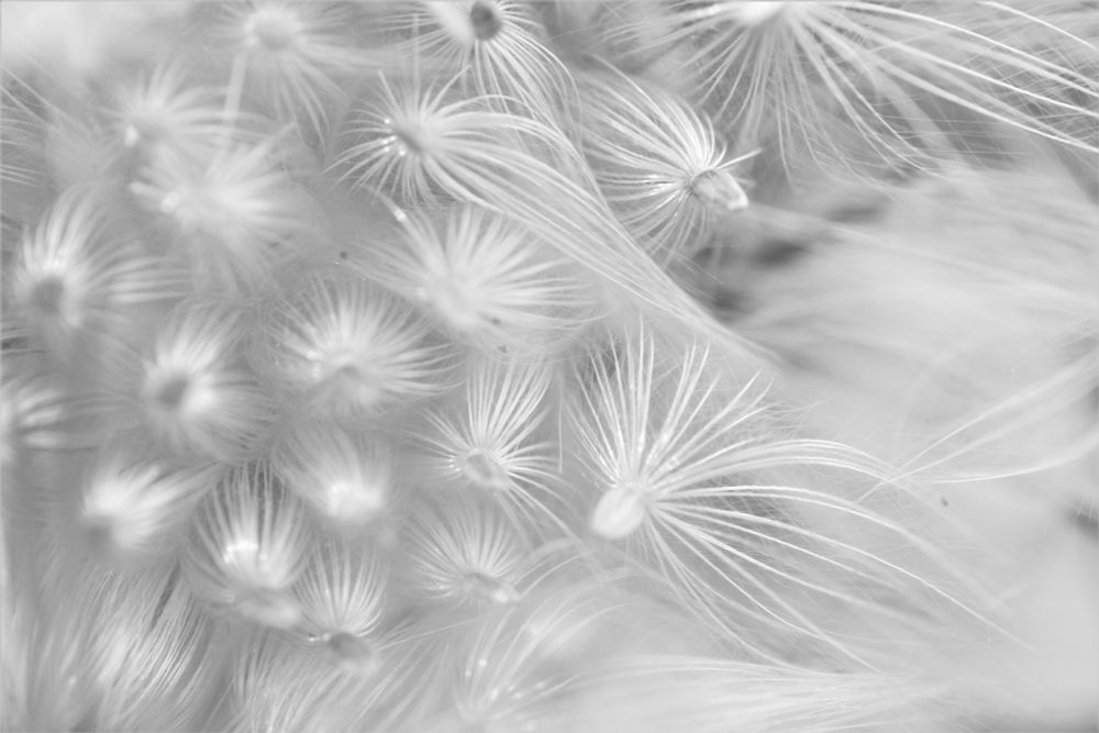 Macro black and white photo of milkweed seeds ready to be carried away.