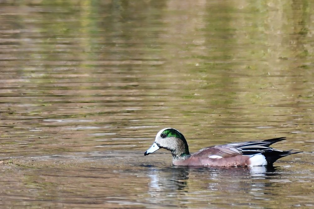 A duck with a short pale bill, round head, a wide green stripe behind the eye, and a white cap.