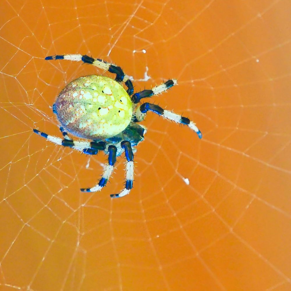 A spider, with a white and yellow spotted abdomen and stripey legs, crawls across her web in front of an orange background.