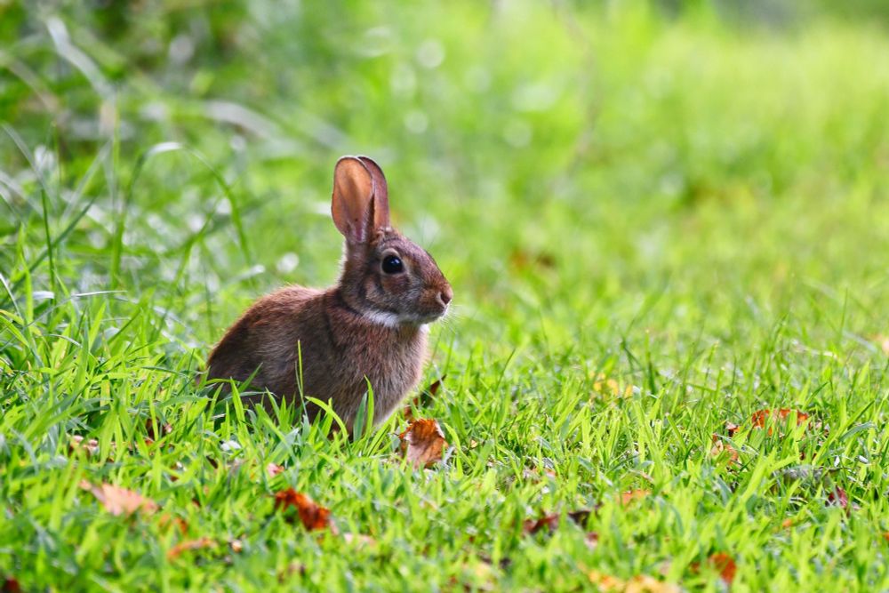 A small brown bunny, surrounded by green grass, gives side eye.