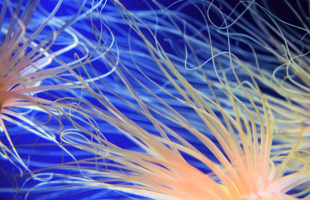 Glowing pink tentacles swirl in blue water.