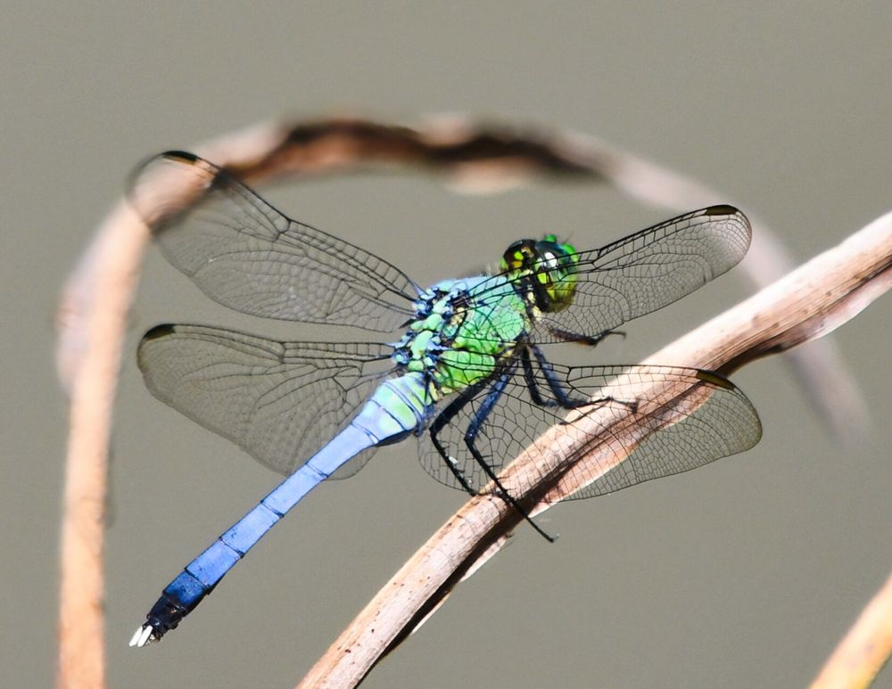 A dragonfly sits perched on a dried reed. It has a blue tail that fades into a green abdomen and head.