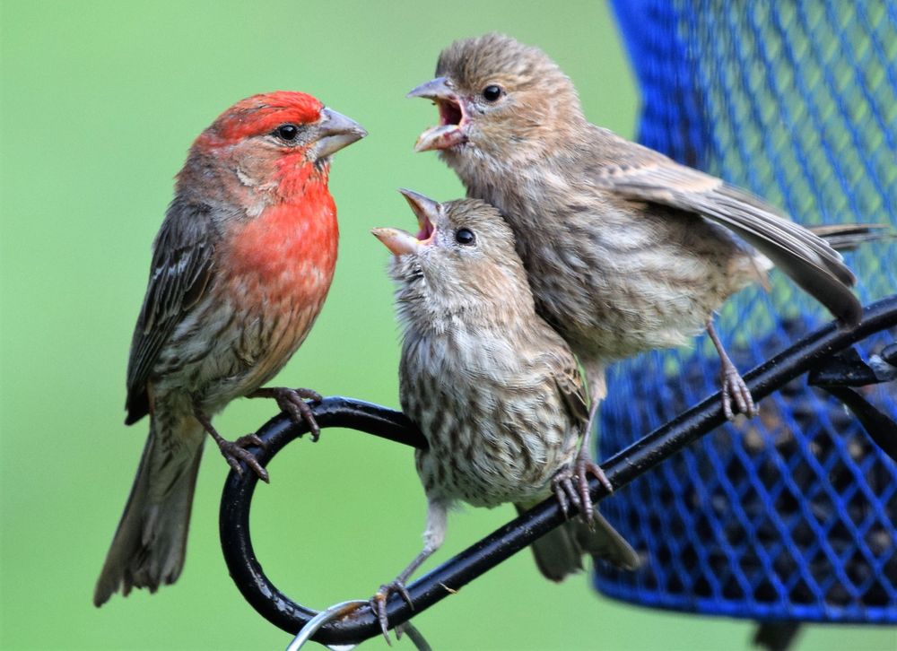 A red and brown father house finch sits at the bird feeder with two stripey children, mouths open, in his face.