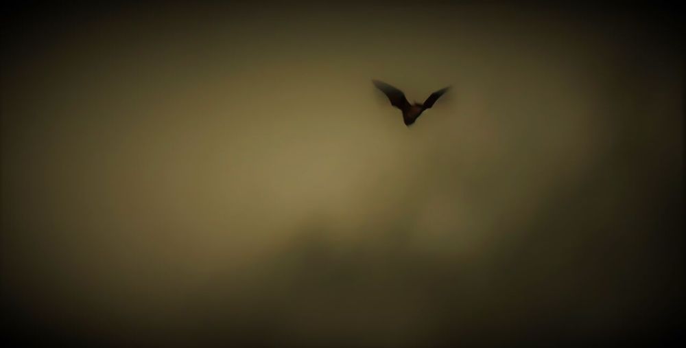 Silhouette of a bat heading out to hunt at dusk.