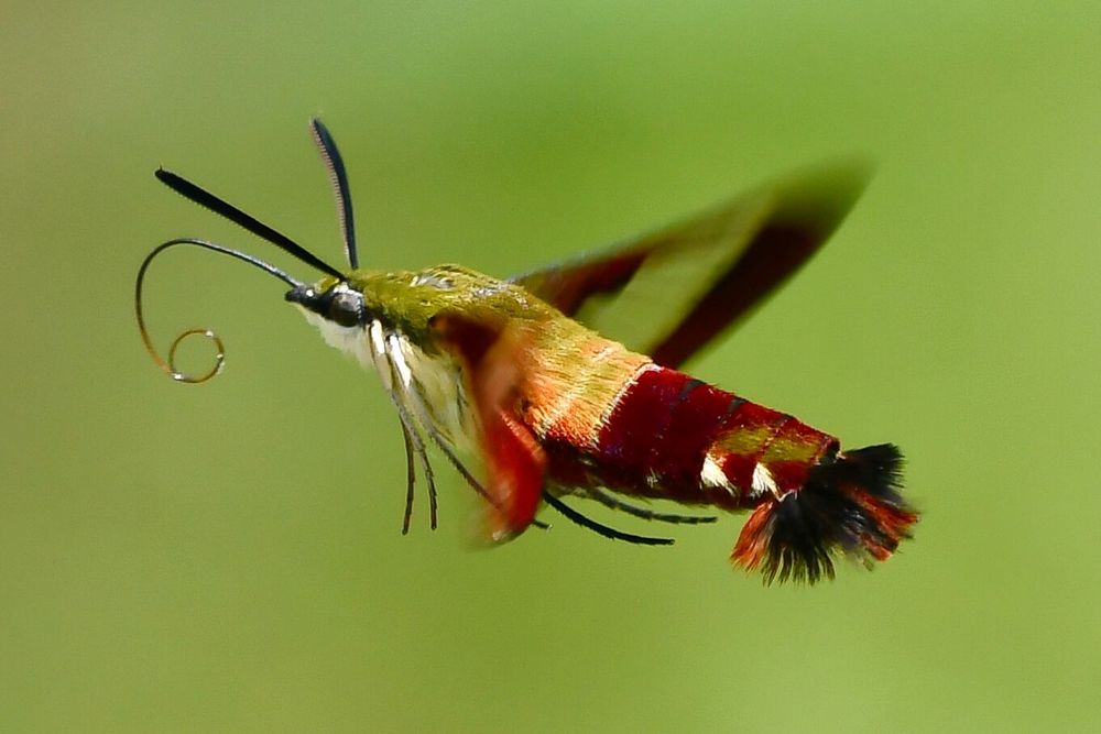 A moth that looks like a humming bird and a lobster had a baby.