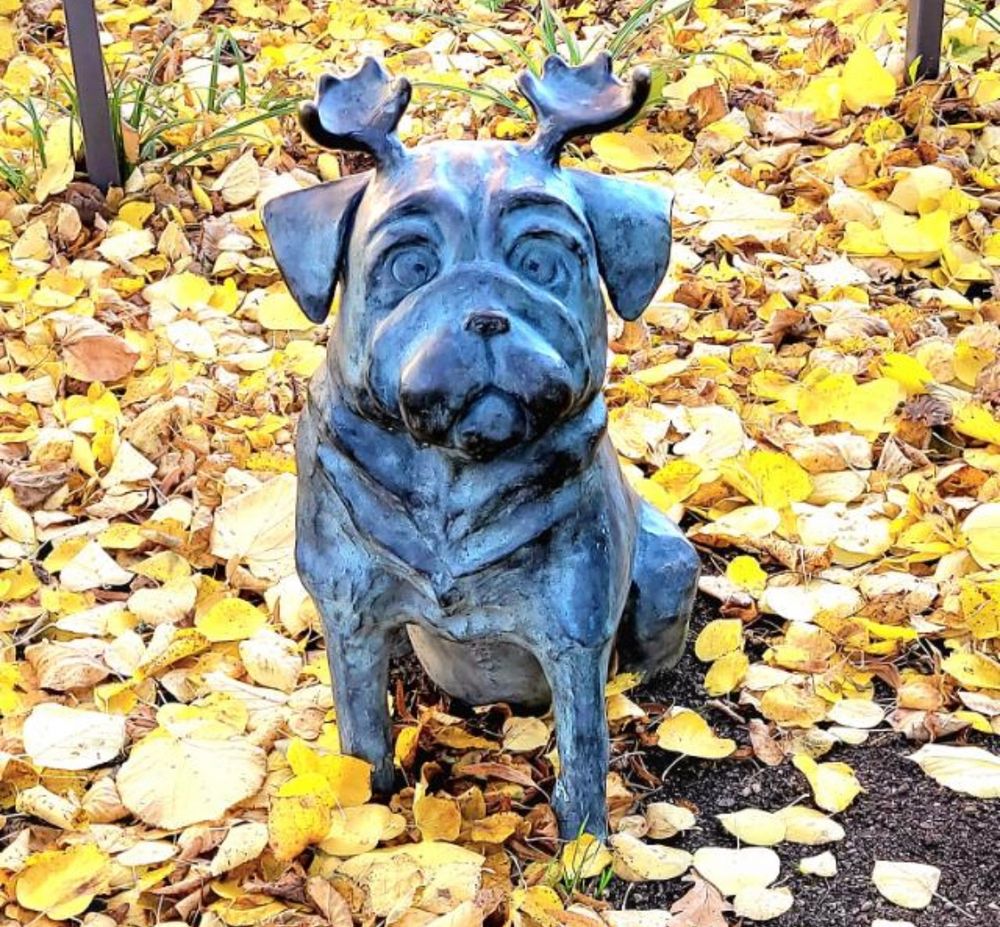 Einer der Waldmöpse in Brandenburg/Havel