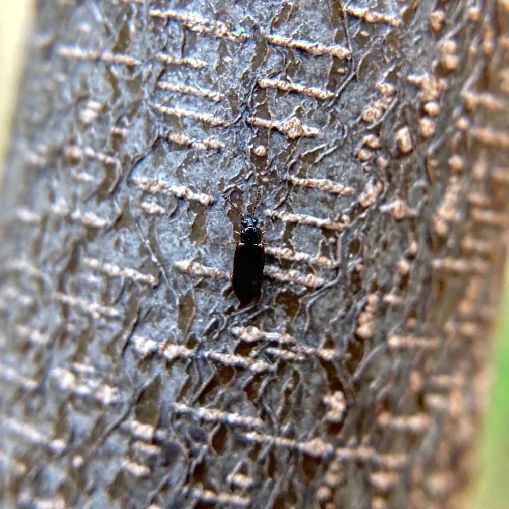 some kinda very small shiny black beetle crawling up a red bud branch