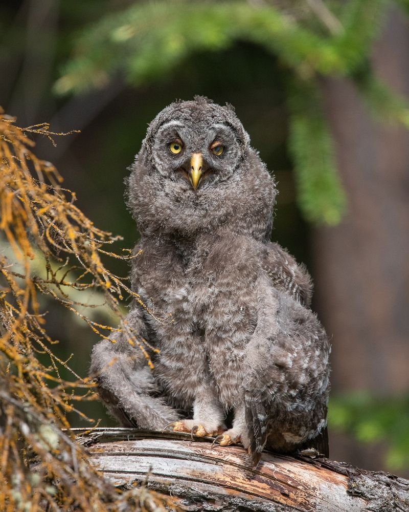 Juvenile great grey owl perched on a log with it's wings lowered due to the heat.