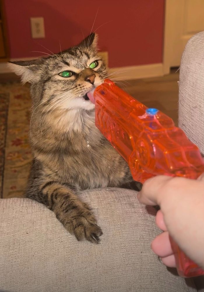 Cat licking the barrel of a water gun