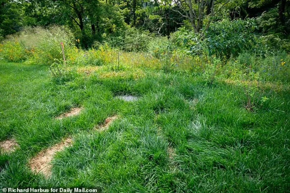 Ivana Trump’s overgrown golf course grave.