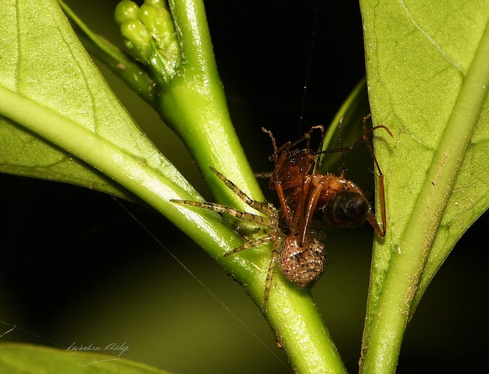 A distinctively patterned brownish crab spider, of the genus Indoxysticus, carrying ant prey larger than itself, up the stem of a plant