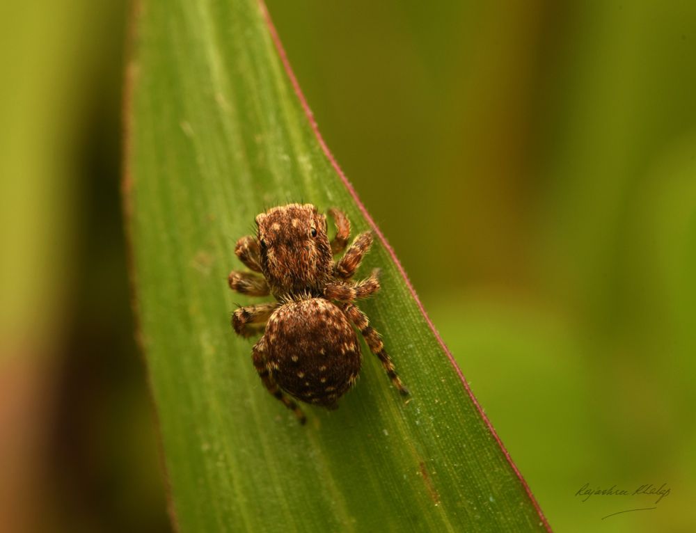 An attractive, compact and furry brown jumping spider of the genus Langelurillus, sitting on a blade of grass against the green background of my lawn. The spider has light stripes, and spots on its abdomen, and dark and light banded legs.  This view shows the spider's body from above.