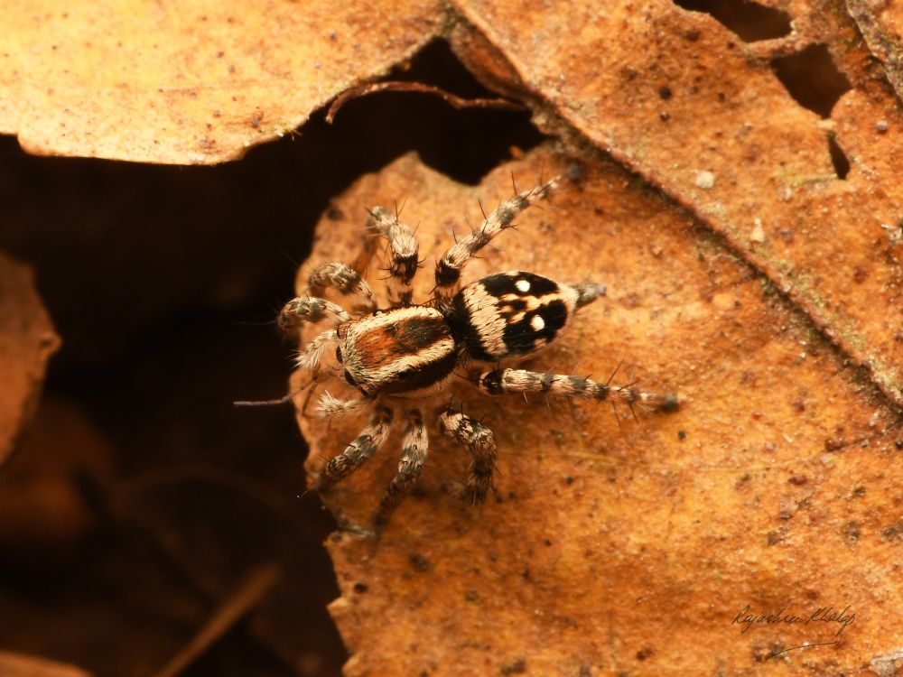 A strikingly patterned, brown, black and white, furry and compact jumping spider of the genus Stenaelurillus, standing on a dry leaf and feeding on a small arthropod with long antennae. She has been photographed from above. Her cephalothorax has prominent pale long stripes. Her abdomen is blackish with a broad pale band across and a pale border, and a long central stripe with paired white spots on either side. Her legs have dark bands. 