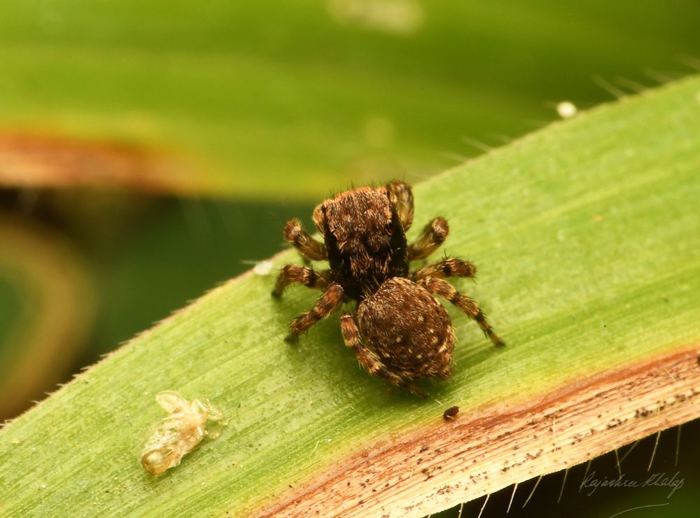 An attractive, compact and furry brown jumping spider of the genus Langelurillus, sitting on a blade of grass against the background of my lawn. The spider has light stripes and spots, and dark and light banded legs. This view shows it from above.