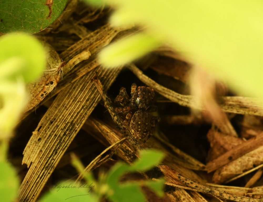 An attractive, compact and furry brown jumping spider of the genus Langelurillus, sitting in a tangle of drying grass and wild plants in my garden. The spider has light stripes and spots, and light and dark banded legs. This view shows it in its natural habitat.