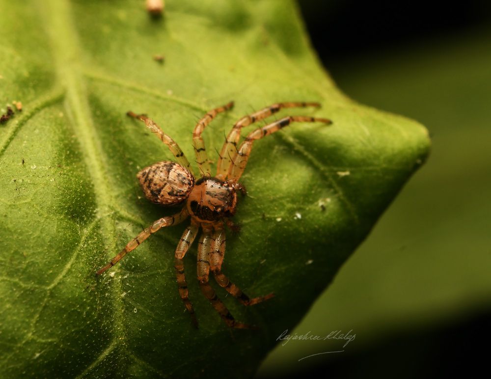 A second distinctively patterned brownish crab spider, sitting on a leaf