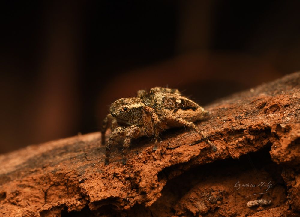 A compact brown and white jumping spider with a pattern of lines and two large white spots, viewed from the side. Sitting on stony ground