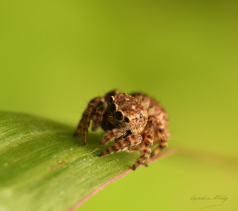 An attractive, compact and furry brown jumping spider of the genus Langelurillus, sitting on a blade of grass against the green background of my lawn. The spider has light stripes and spots, and dark banded legs.  This view shows the four large main eyes.