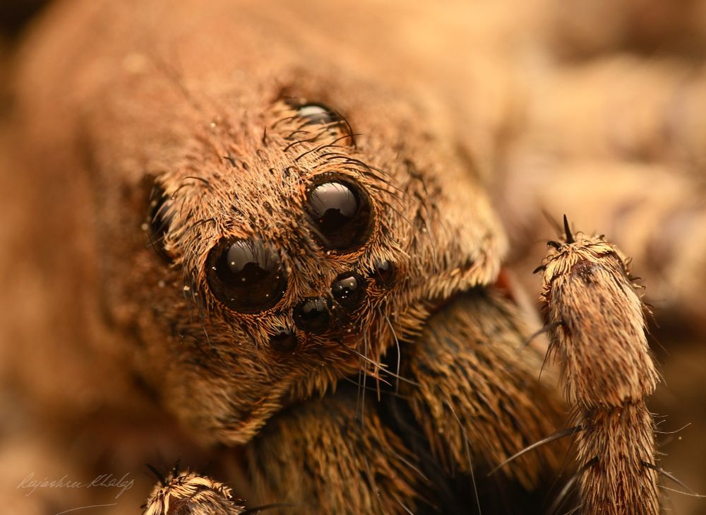 Face of a large brown Wolf Spider female, with six of her eyes facing the camera, reflecting my diffuser in each