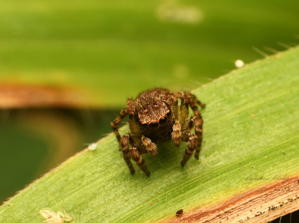 An attractive, compact and furry brown jumping spider of the genus Langelurillus, sitting on a blade of grass against the background of my lawn. The spider has light stripes and spots, and light and dark banded legs.  This view shows the four large main eyes.