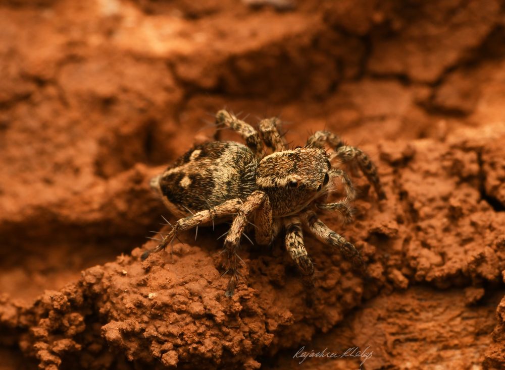 A compact brown and white jumping spider with a pattern of lines and two large white spots, viewed from the right. Sitting on stony ground. 