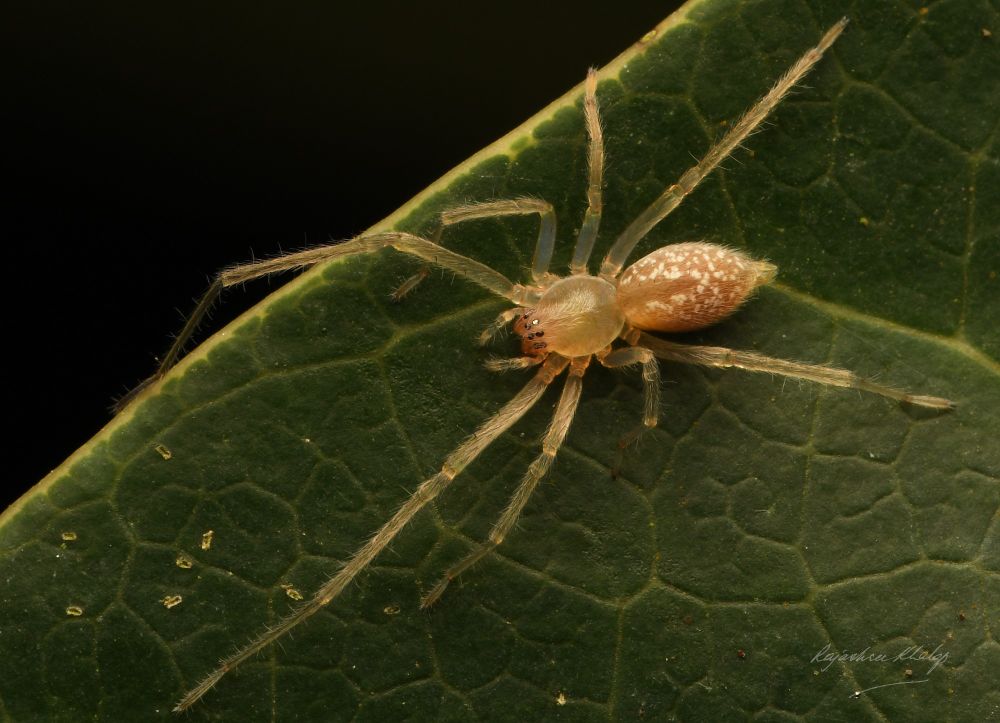 A long-legged sac spider of the genus Cheiracanthium, resting on a large leaf. The spider is pale and translucent, with white flecks on its abdomen. Its first pair of legs are exceptionally long.