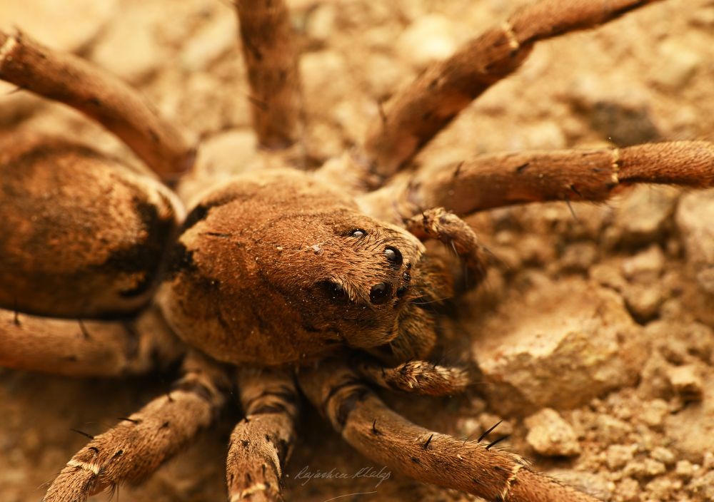 Dorsal/top view of the same brown Wolf Spider female, showing her eye pattern and shape of her prosoma, and the tibia of some of her legs