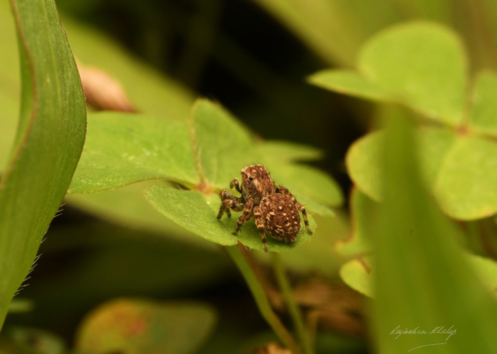 An attractive, compact and furry brown jumping spider of the genus Langelurillus, sitting on a small leaf of wild Indian sorrel, with taller blades of grass around it. The spider has light stripes and spots, and dark and light banded legs.  This view shows it in its habitat.