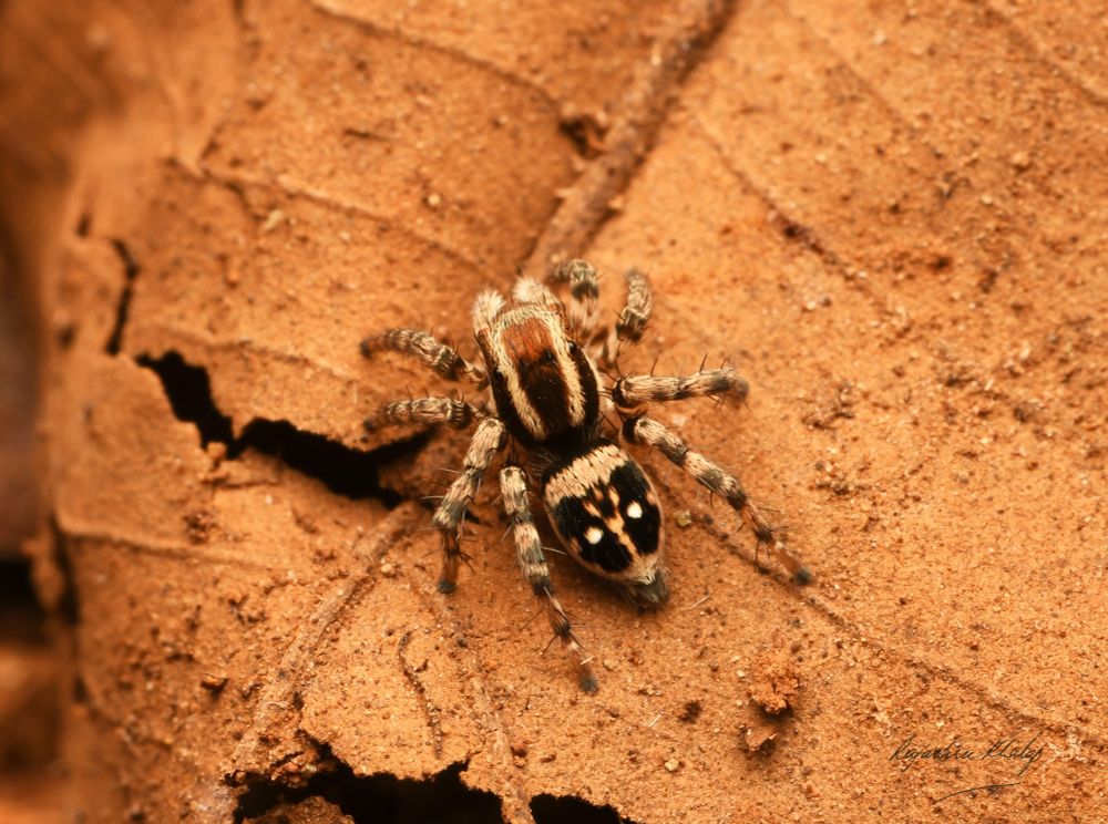 A strikingly patterned, brown, black and white, furry and compact jumping spider of the genus Stenaelurillus, standing on a dry leaf. She has been photographed from above. Her cephalothorax has prominent pale long stripes. Her abdomen is blackish with a broad pale band across and pale border, and a long central stripe with paired white spots on either side. Her legs have light and dark bands. 