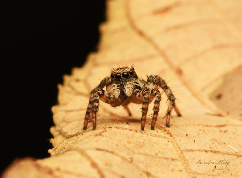A strikingly patterned, furry and compact jumping spider of the genus Stenaelurillus, standing on a dry leaf, facing the camera. Her four main eyes and banded legs are prominently seen in this view. 
