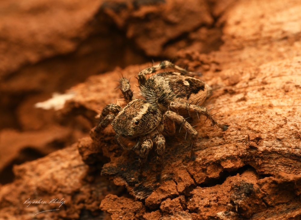 A compact brown and white jumping spider with a pattern of lines and two large white spots, sitting on stony ground. 