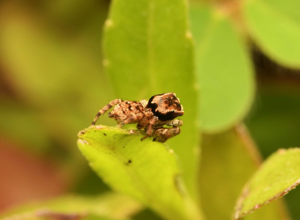 A different individual of the genus Langelurillus, poised to jump off a small wild plant on my lawn. The spider is very small and brown with an attractive pattern of darker wavy markings and lighter spots, and with light and dark banded legs.  