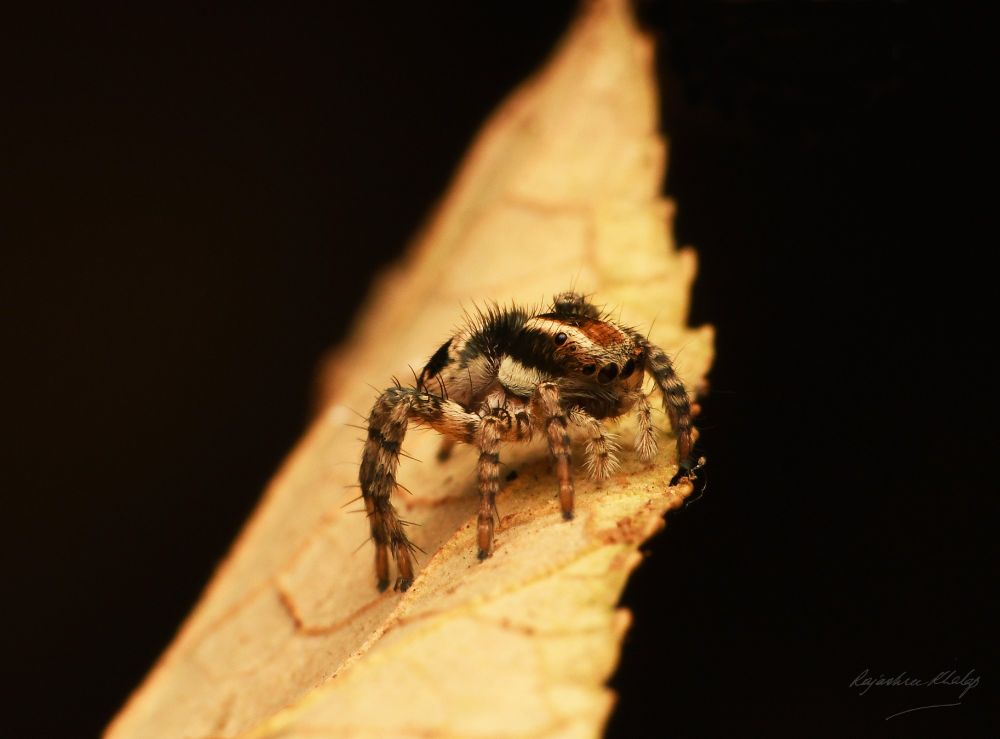 A strikingly patterned, brown, black and white, furry and compact jumping spider of the genus Stenaelurillus, standing on a dry leaf, seen from the side. Her cephalothorax has prominent pale long stripes. Her legs have light and dark bands. 
