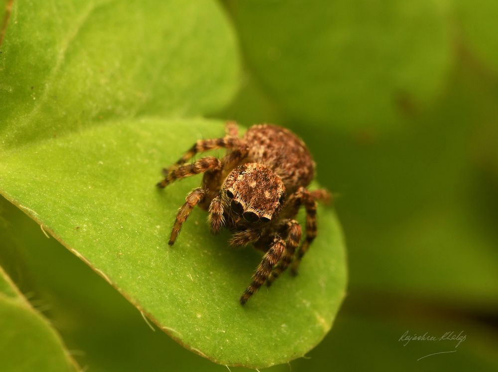 An attractive, compact and furry brown jumping spider of the genus Langelurillus, sitting on a small leaf against the green background of my lawn. The spider has light stripes and spots, and dark banded legs.  This view shows the eye area from above.