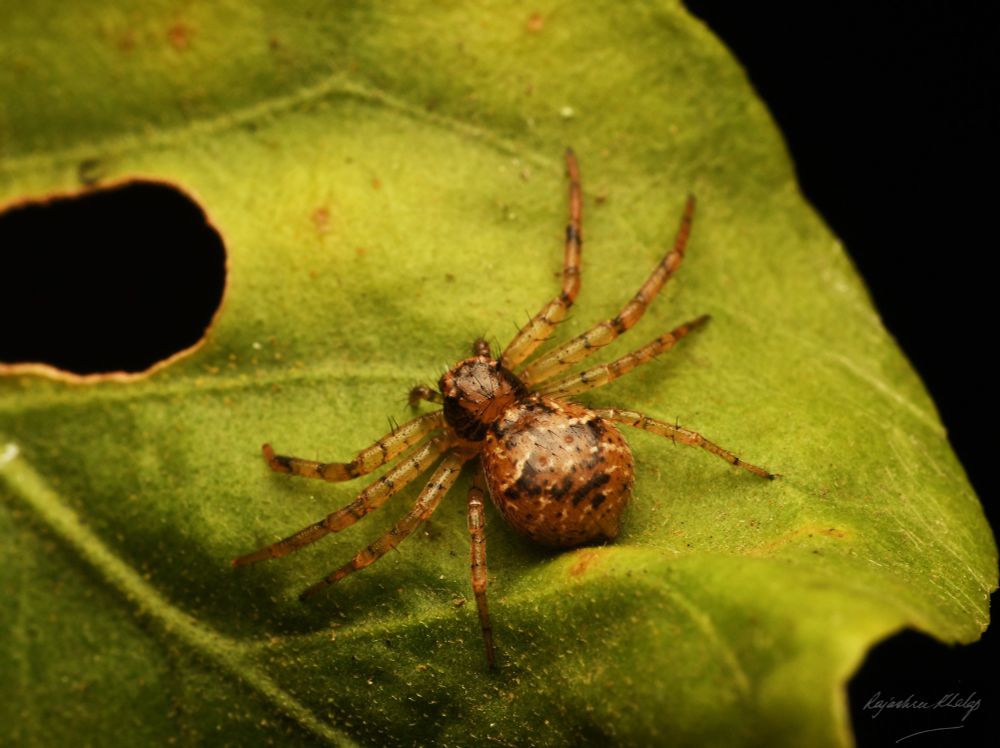 A distinctively patterned brownish crab spider of the genus Indoxysticus, sitting on a leaf