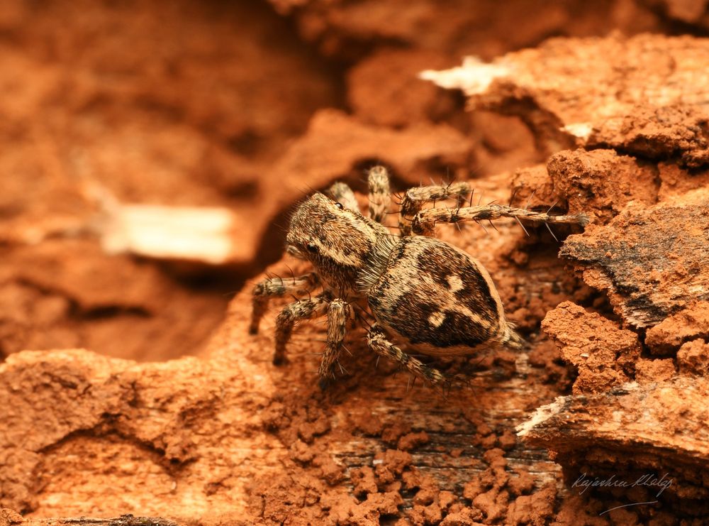 A compact brown and white furry jumping spider with a pattern of lines and two large white spots, viewed from above. Sitting on stony ground. 