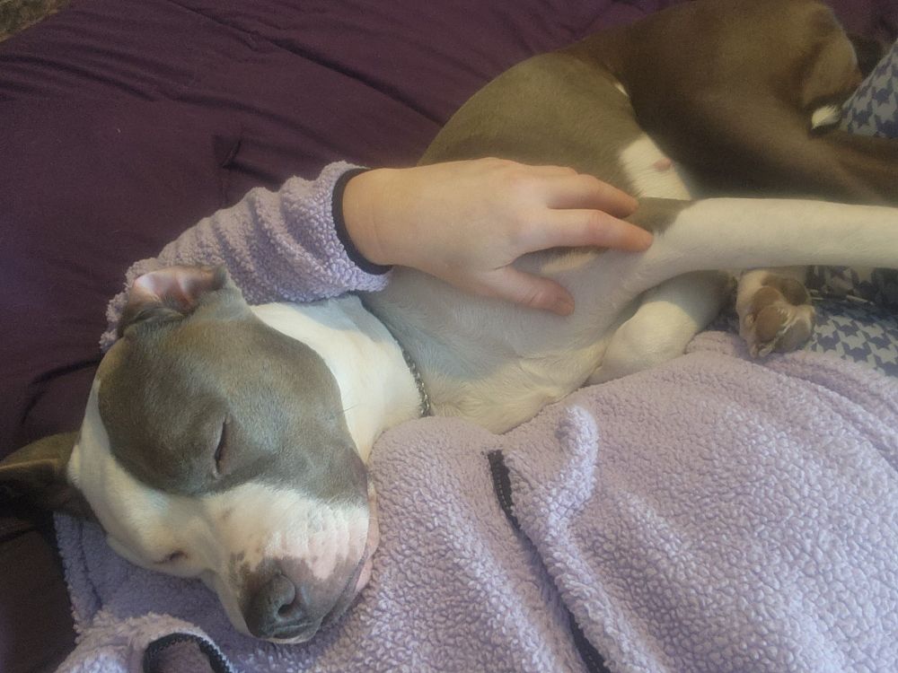 Snoop is the most snuggly girl.  ##pittylove #pittsareperfect 