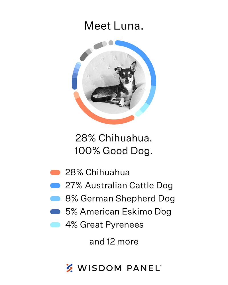 28% chihuahua 
27% Australian cattle dog
8% German Shepherd 
5% American Eskimo Dog
4% Great Pyrenees 