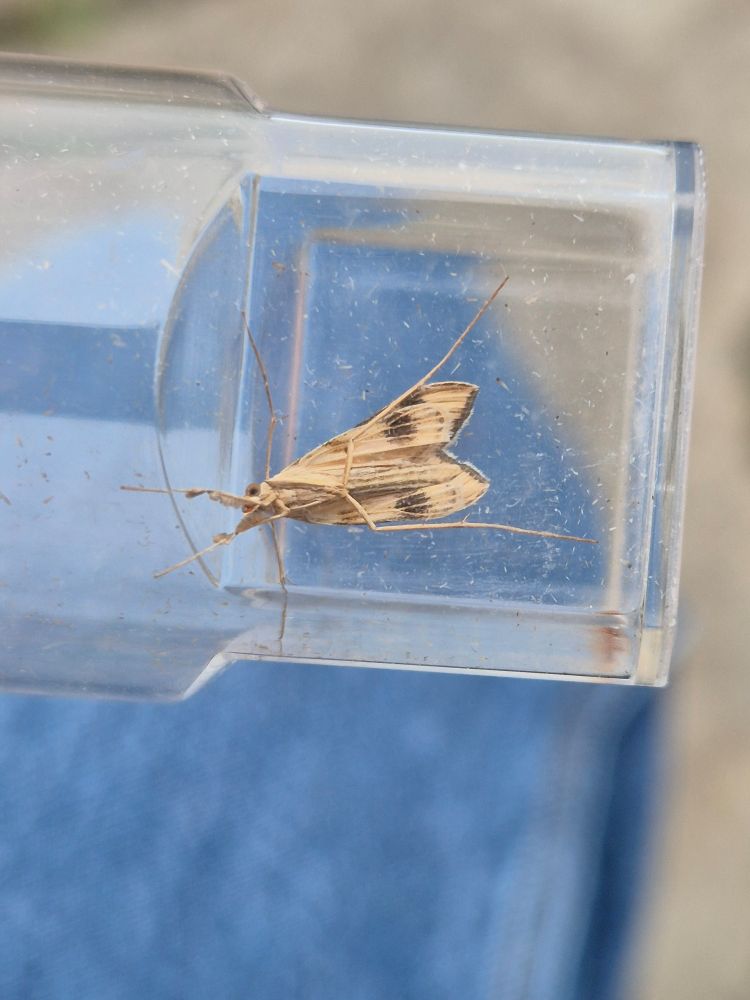 Toadflax Pearl underside