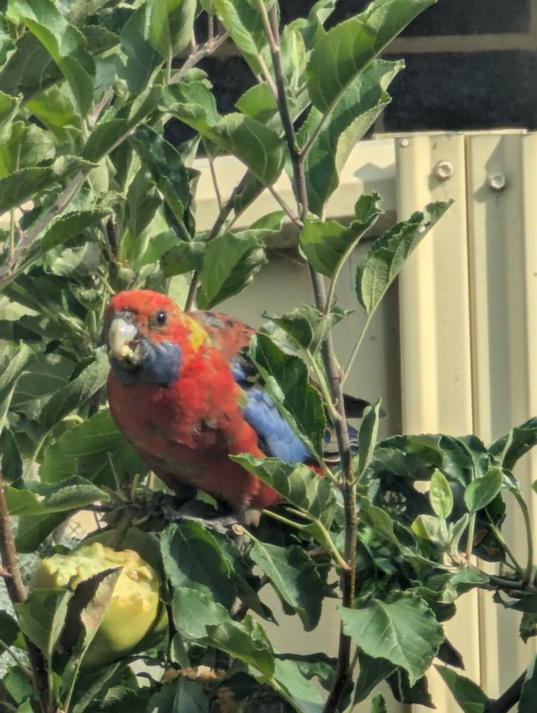 An eastern Rosella, in close up, munching on a royal Gala Apple. Little bastard. I mean I love the birds and it's nice to see them after they were devastated by mynahs but honestly, could I possibly find something else to eat please??