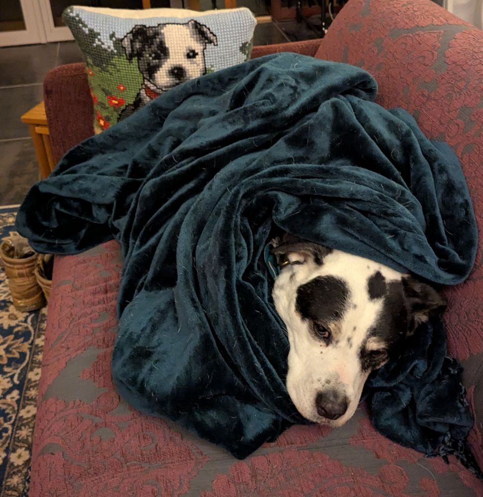 A black and white dog wrapped in a blanket on a purple couch with a cushion with the picture of a very similar looking dog peeping over the blanket at the back.
